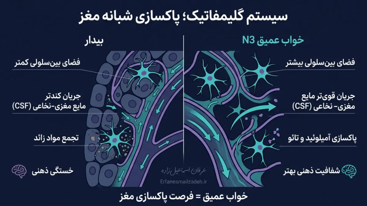 سیستم گلیمفاتیک و کارواش شبانه مغز در خواب عمیق